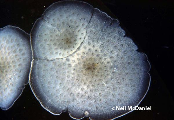 Photo of Membranipora serrilamella by <a href="http://www.seastarsofthepacificnorthwest.info/">Neil McDaniel</a>